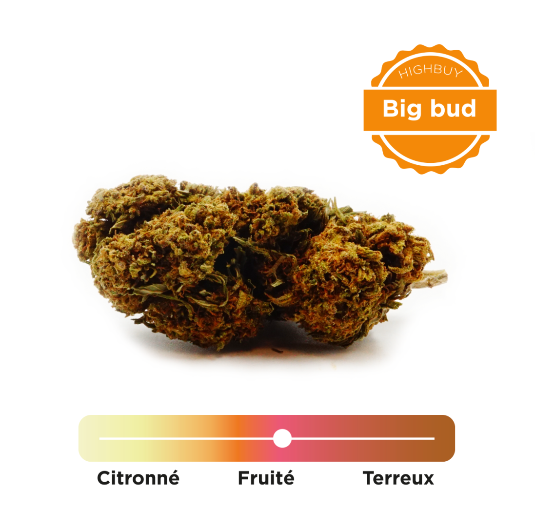 Amnésia Big bud Greenhouse 3Gr